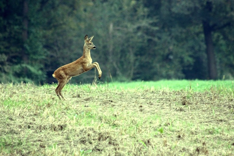 Un anno di fauna...